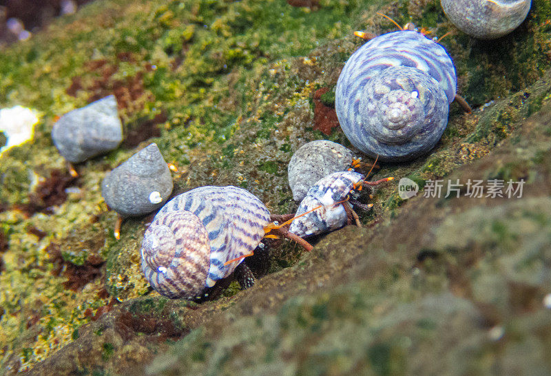 Dardanus megistos Hermits蟹群，水下的Playa del canajo, La Palma，水中充满了Cumbre Vieja火山喷发的灰烬